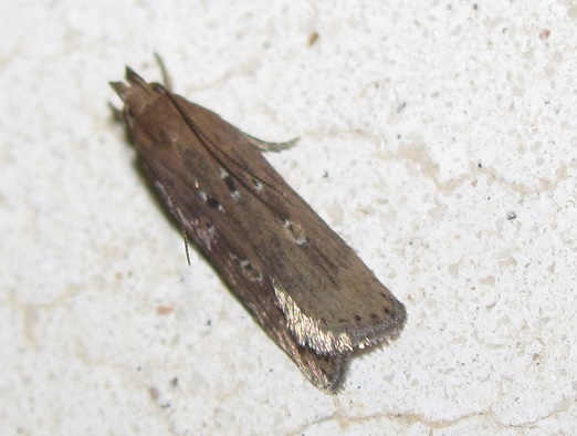 Helcystogramma triannulella (Gelechiidae)